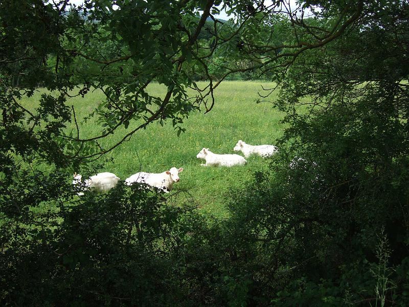 2010-05- (110).JPG - Sattiges Grün für Charolais-Rinder